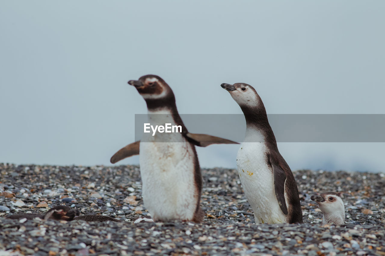 Penguins perching on land