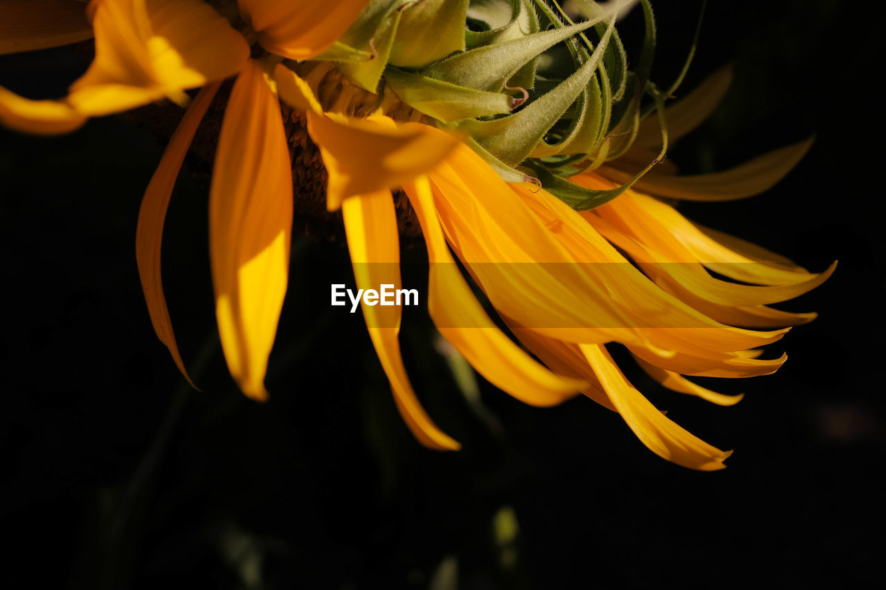 Close-up of sunflower