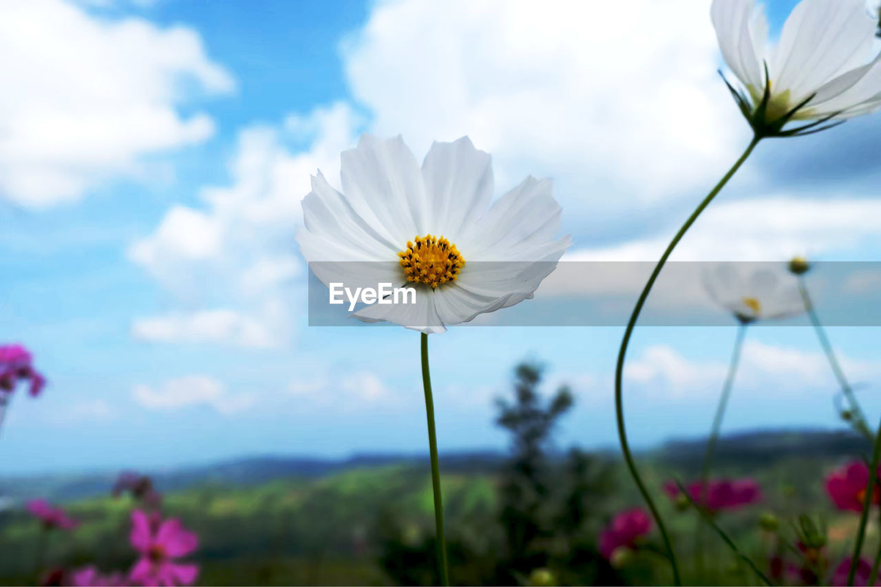 CLOSE-UP OF COSMOS OF FLOWER AGAINST SKY