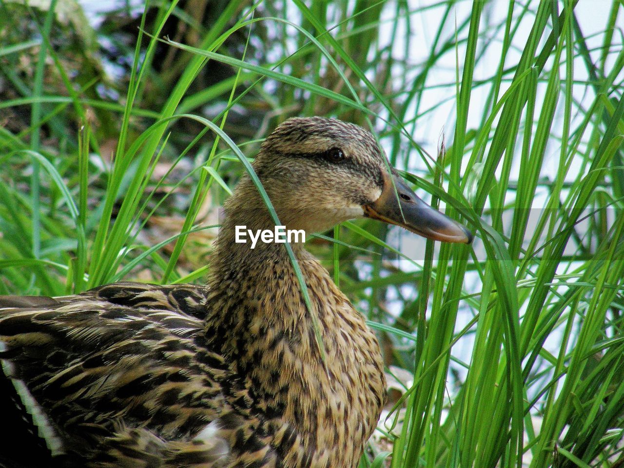 CLOSE-UP OF A BIRD ON LAND