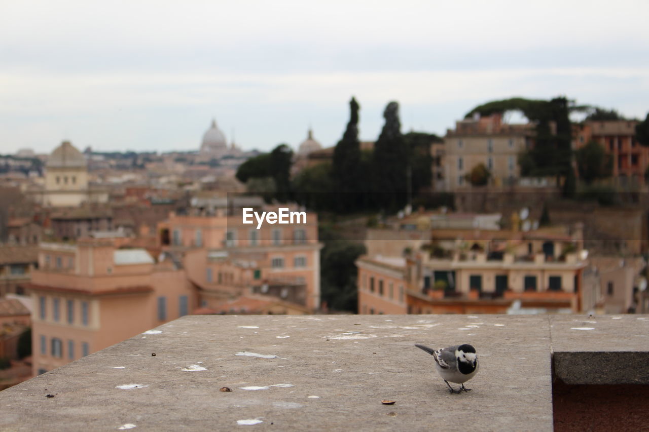 Close-up of bird perching on building terrace in residential district against sky