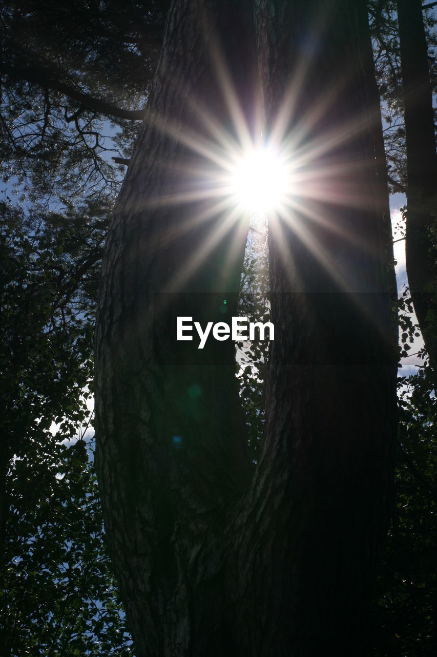 SUN SHINING THROUGH TREES AGAINST SKY