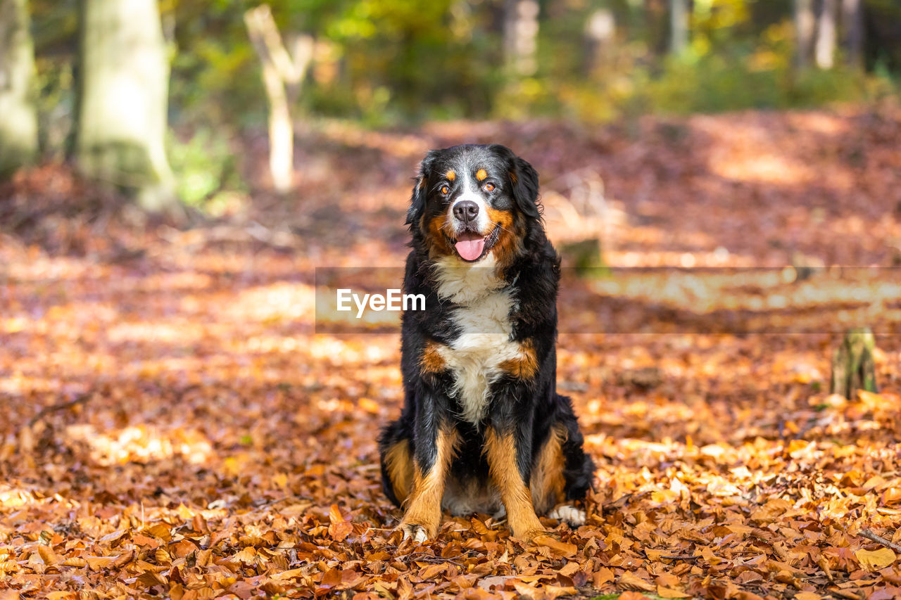 Sweet bernese mountain dog in autumn