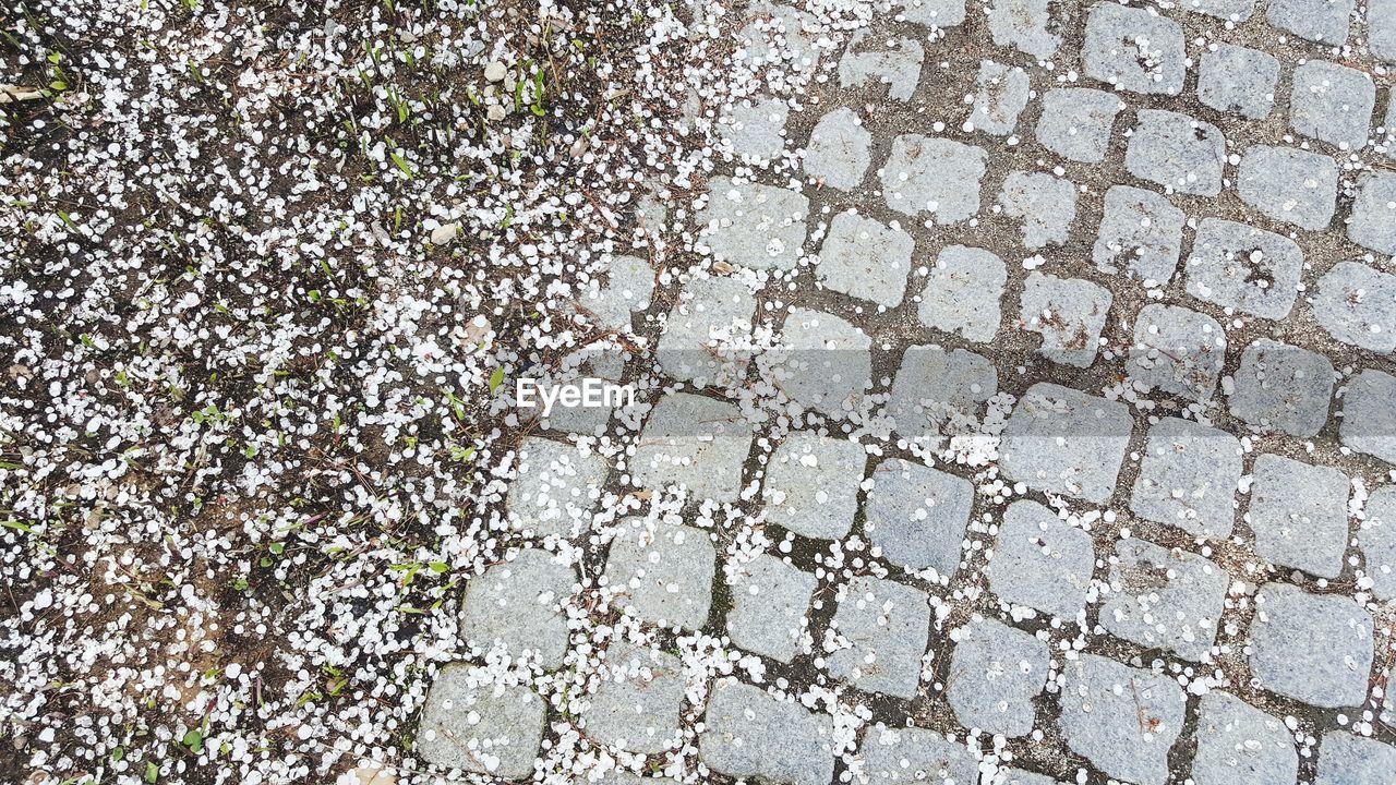 High angle view of flowers on footpath