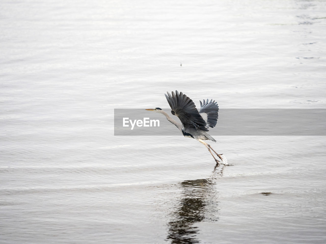 animal themes, animal, animal wildlife, bird, wildlife, water, one animal, wing, flying, no people, nature, lake, spread wings, day, animal body part, beauty in nature, water bird, outdoors, reflection, waterfront, heron
