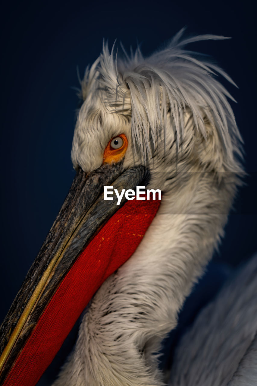 animal, animal themes, one animal, bird, pelican, close-up, beak, animal body part, animal wildlife, stork, wing, wildlife, portrait, animal head, black background, no people, red, studio shot, ciconiiformes