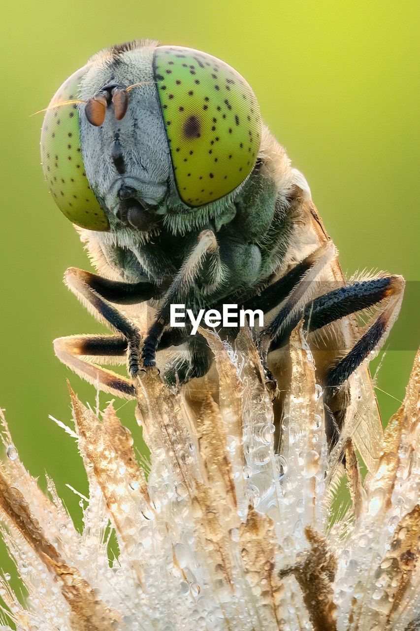 Close-up of insect on flower