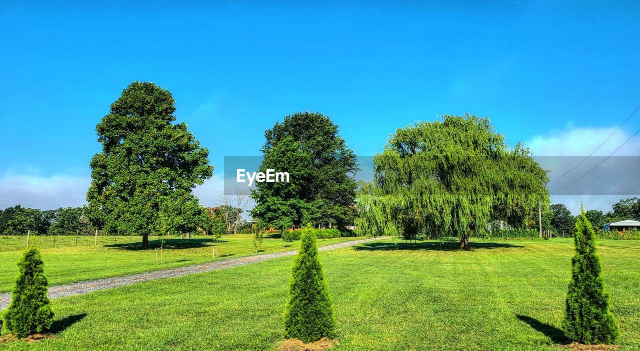 TREES GROWING ON FIELD AGAINST BLUE SKY