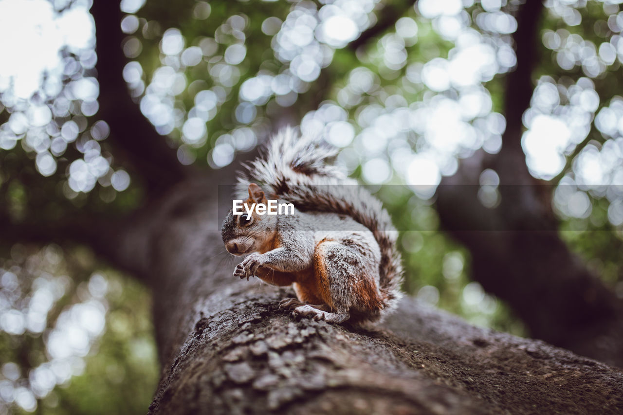 Squirrel with brown and gray fur sitting on rough tree trunk in garden in daylight