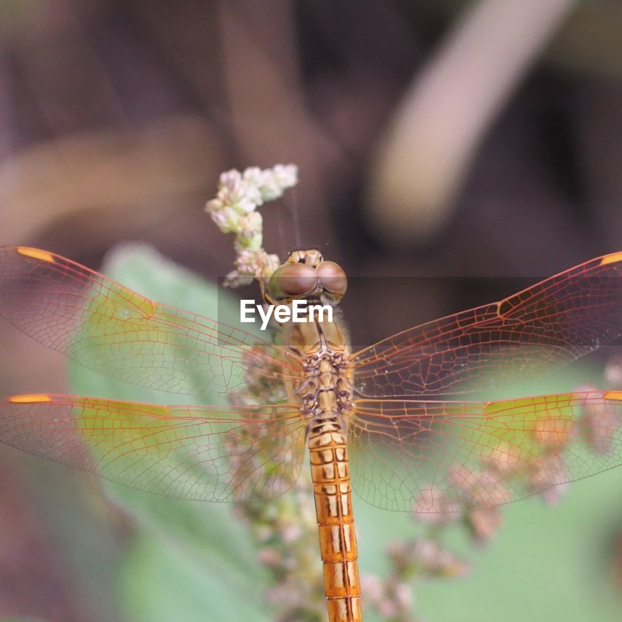 CLOSE-UP OF DRAGONFLY ON TWIGS