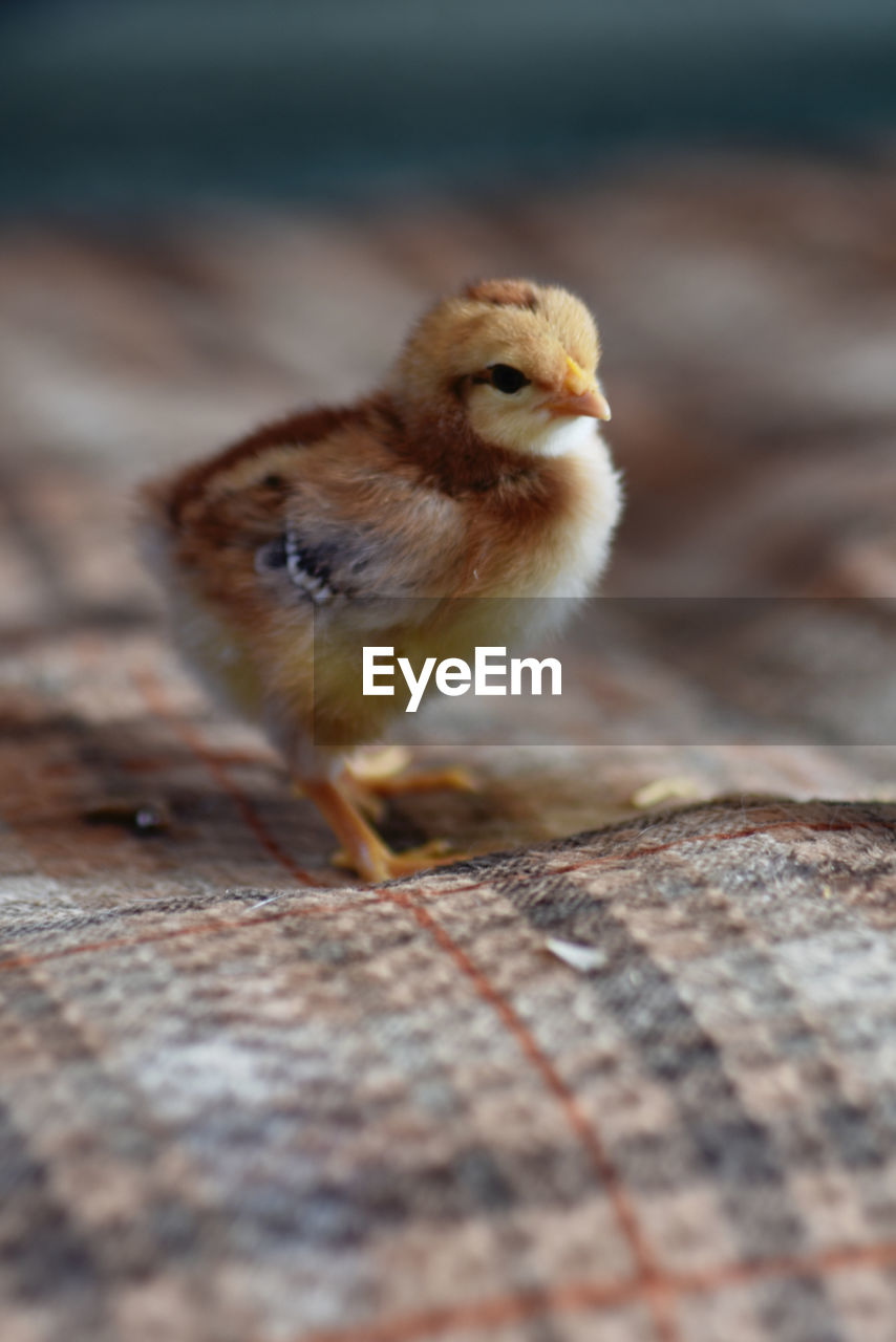 Close-up of a bird