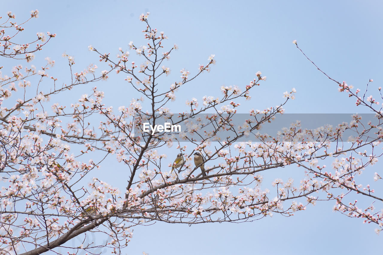 plant, tree, flower, branch, sky, nature, beauty in nature, blossom, springtime, cherry blossom, flowering plant, twig, low angle view, clear sky, fragility, no people, freshness, growth, spring, pink, blue, outdoors, day, tranquility, leaf, sunny