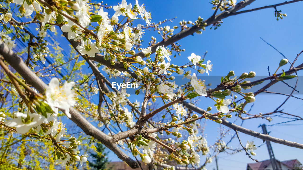 LOW ANGLE VIEW OF APPLE BLOSSOMS AGAINST BLUE SKY