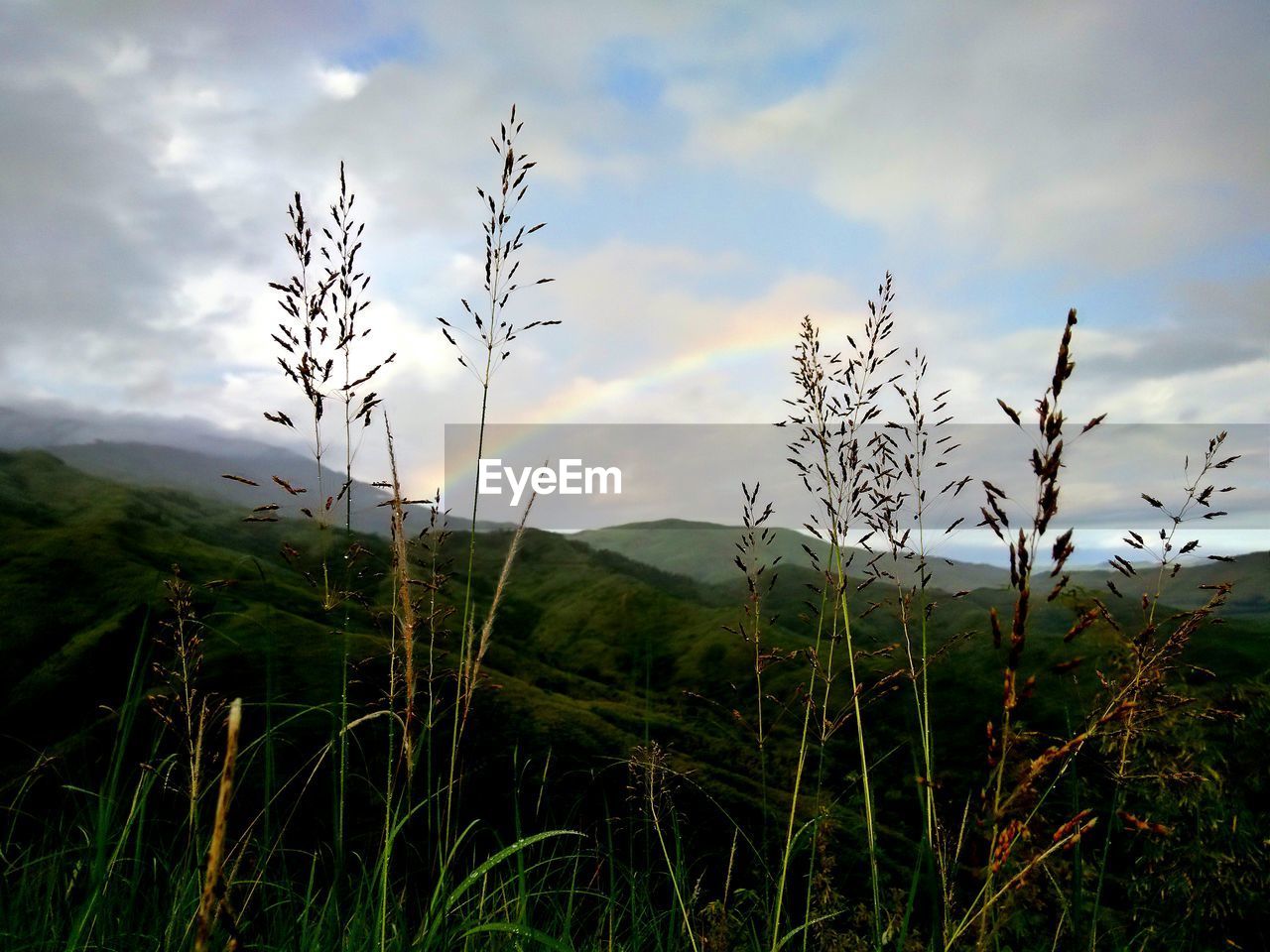 Scenic view of field against cloudy sky