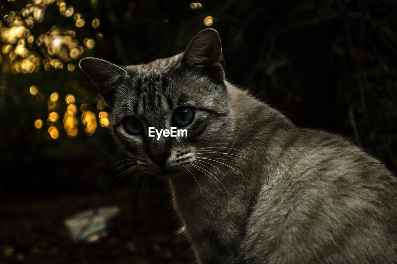 CLOSE-UP PORTRAIT OF CAT OUTDOORS