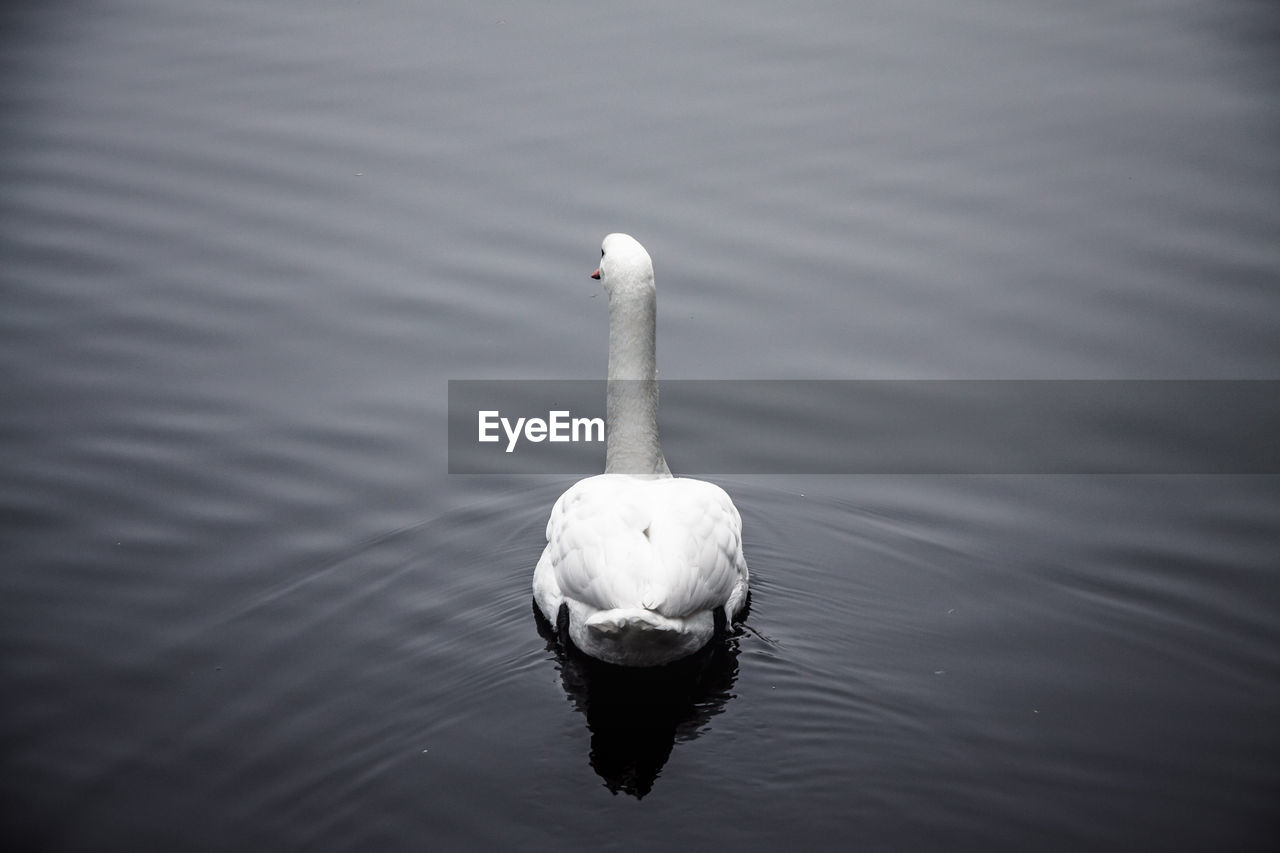 High angle view of swan swimming in lake