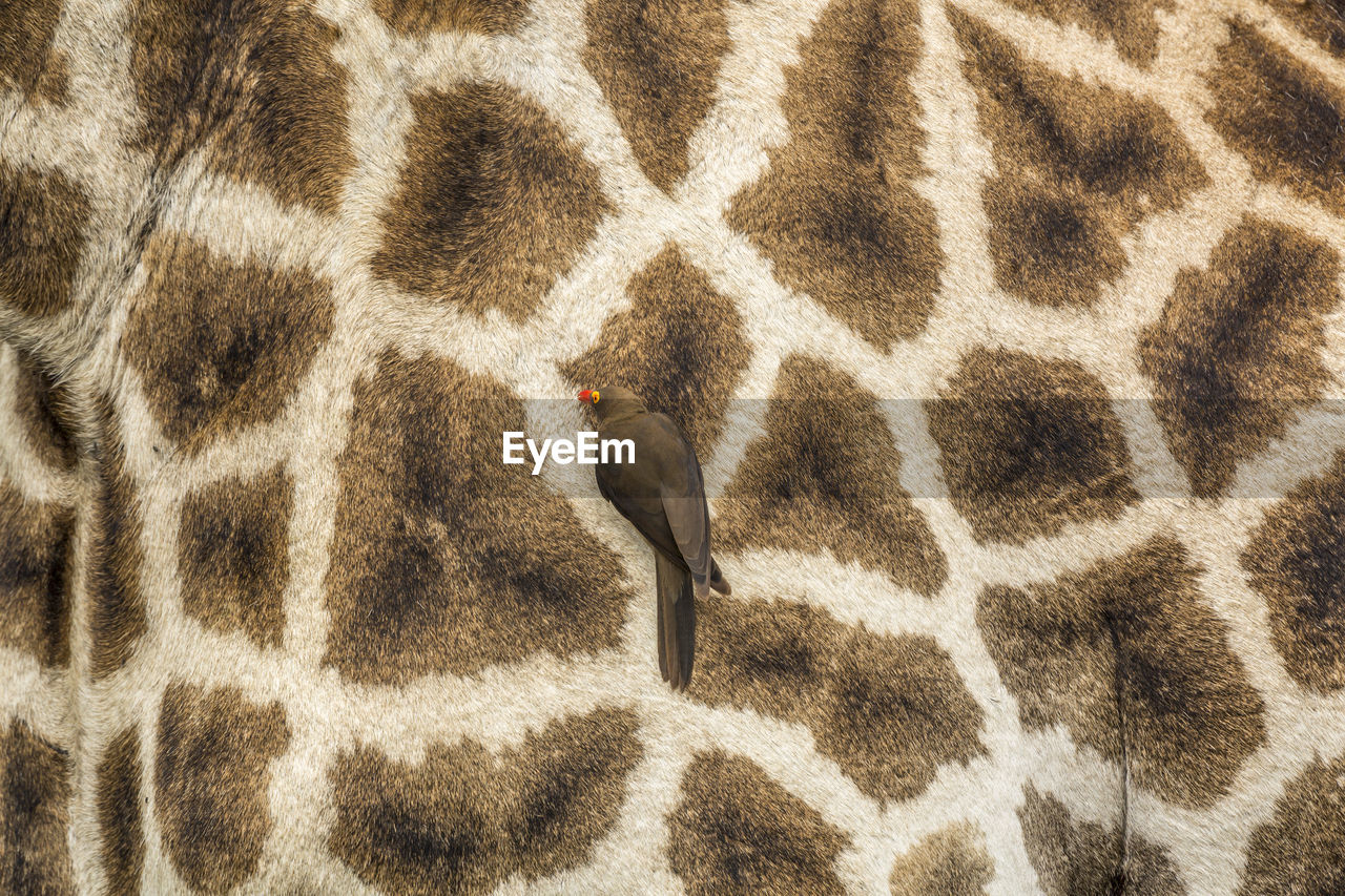 HIGH ANGLE VIEW OF BIRD STANDING ON ZEBRA