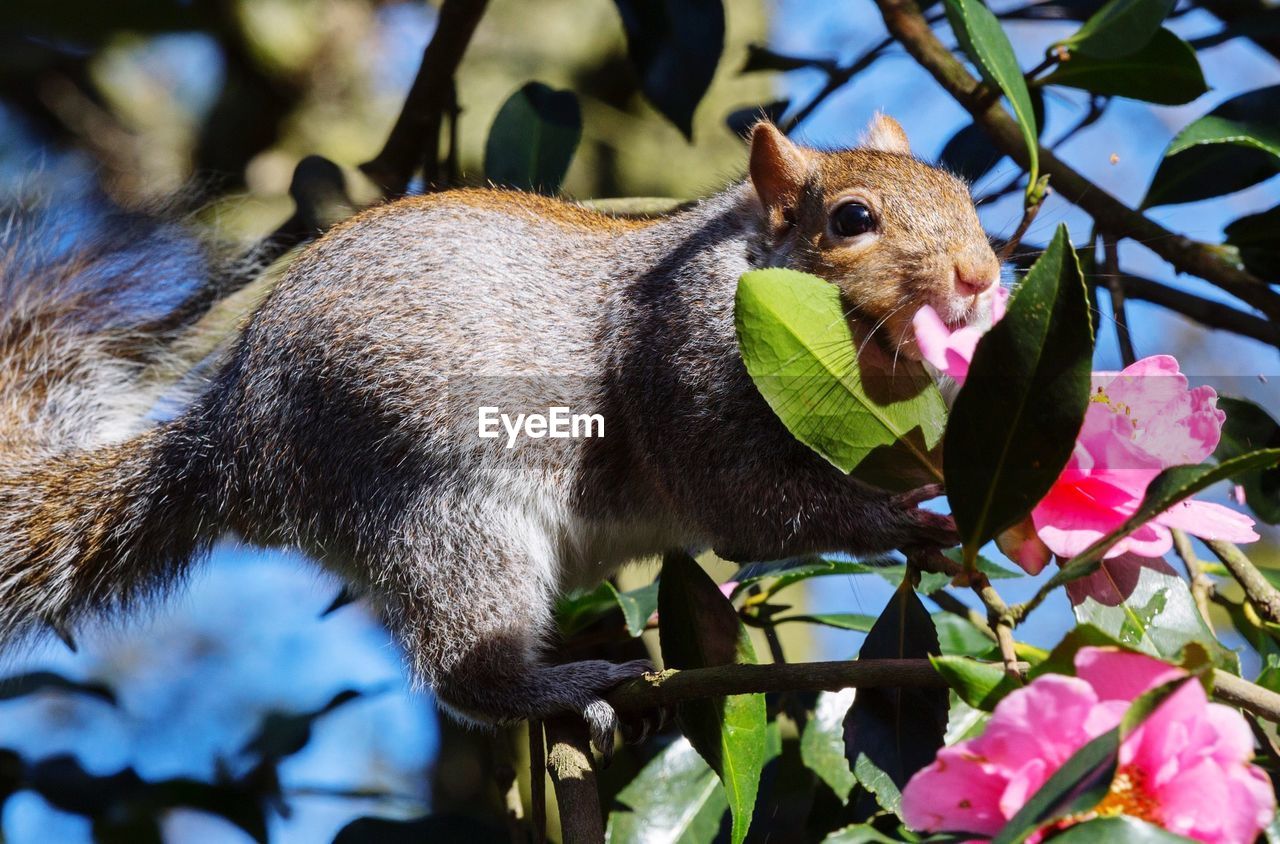 Squirrel on branch with flowers