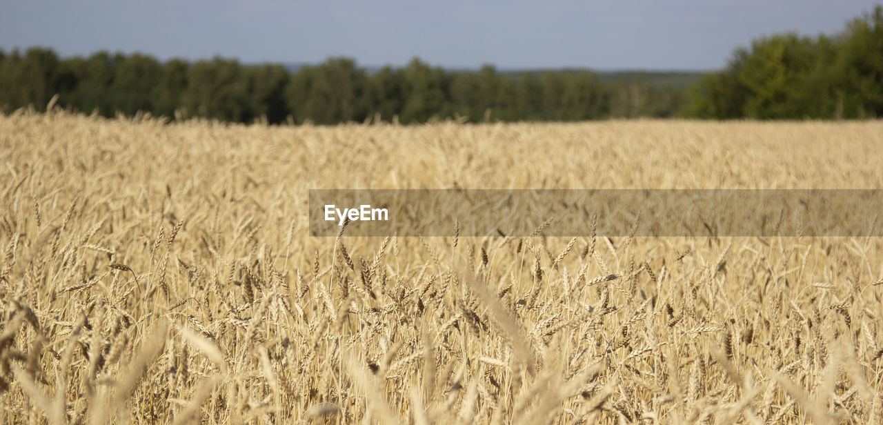 Scenic view of wheat field