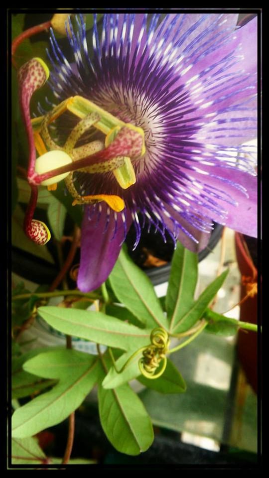 CLOSE-UP OF PURPLE FLOWERS BLOOMING OUTDOORS