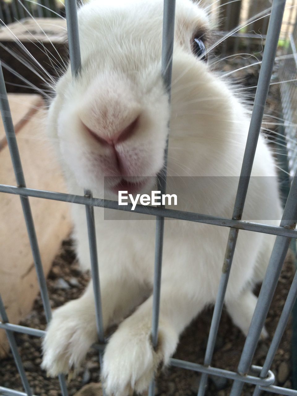 CLOSE-UP OF CAT IN CAGE AT ZOO