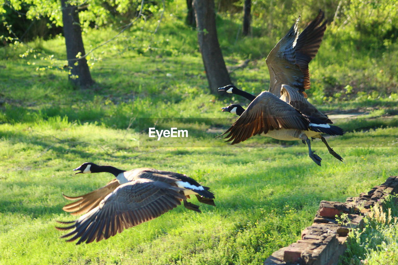 FLOCK OF BIRDS ON FIELD