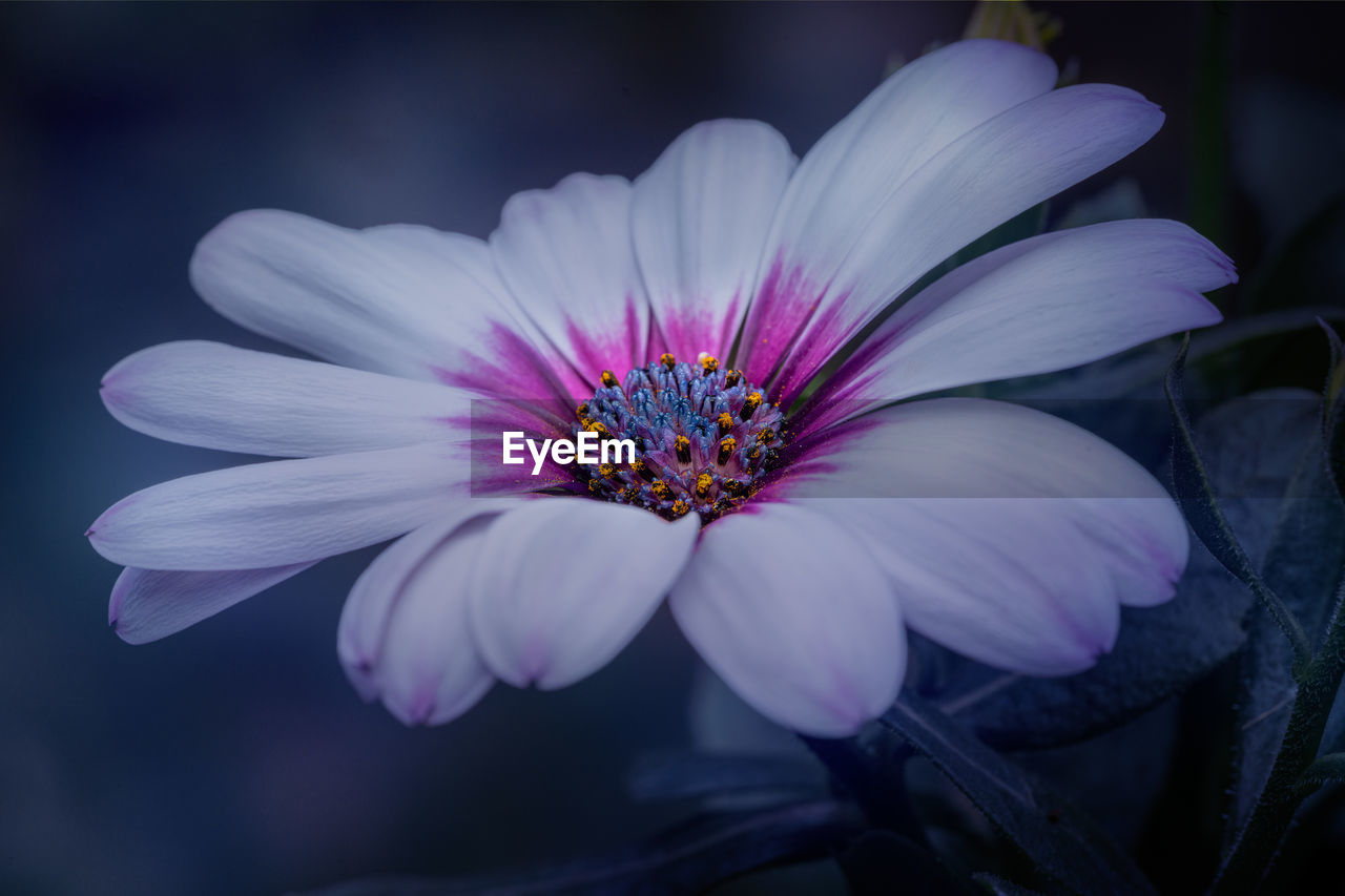 Close-up of purple flower