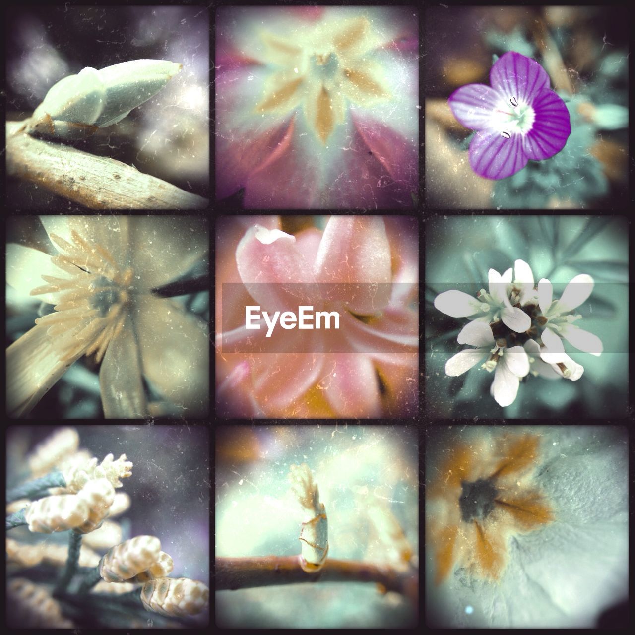 Full frame of flowers montage