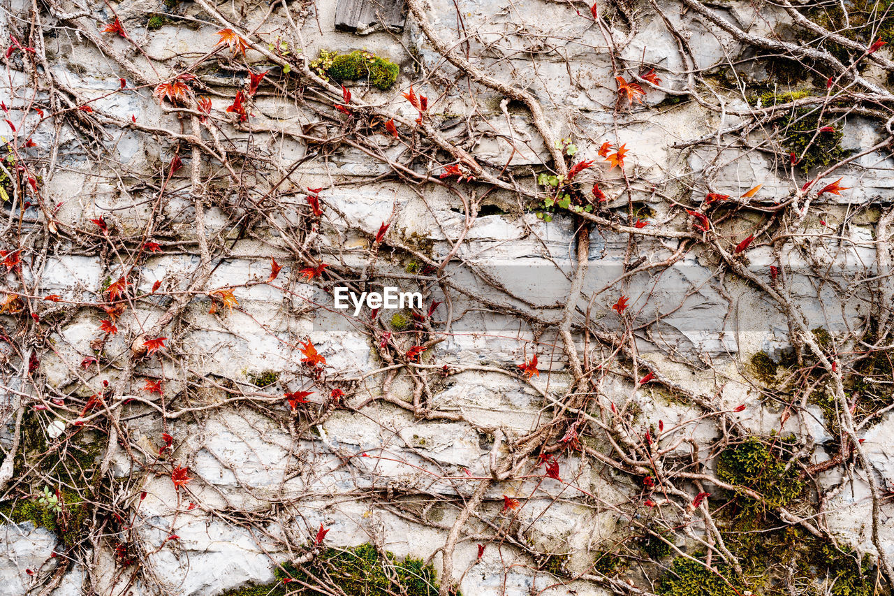FULL FRAME SHOT OF TREE BRANCHES WITH SNOW
