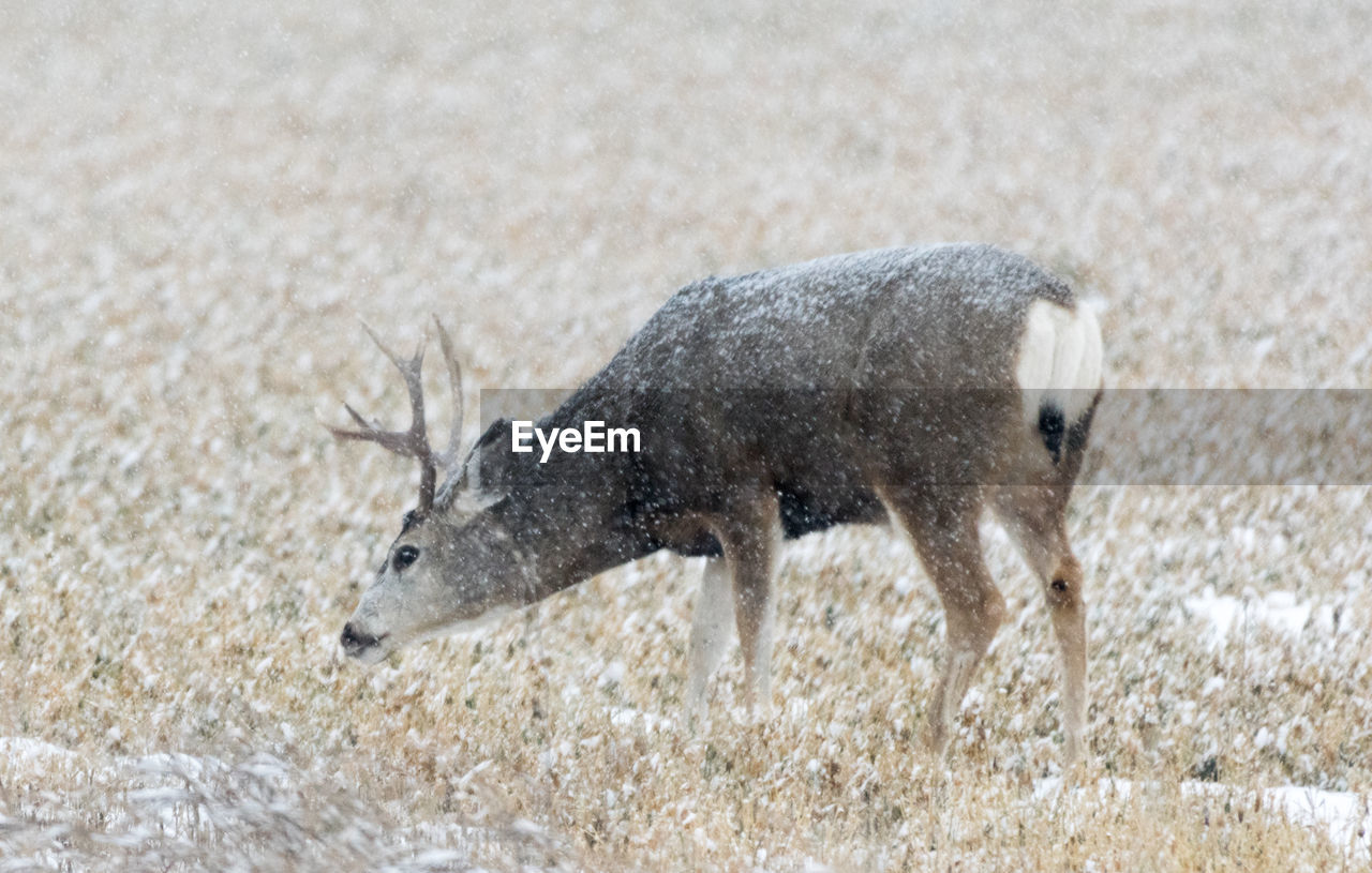 Reindeer on grassy field during winter