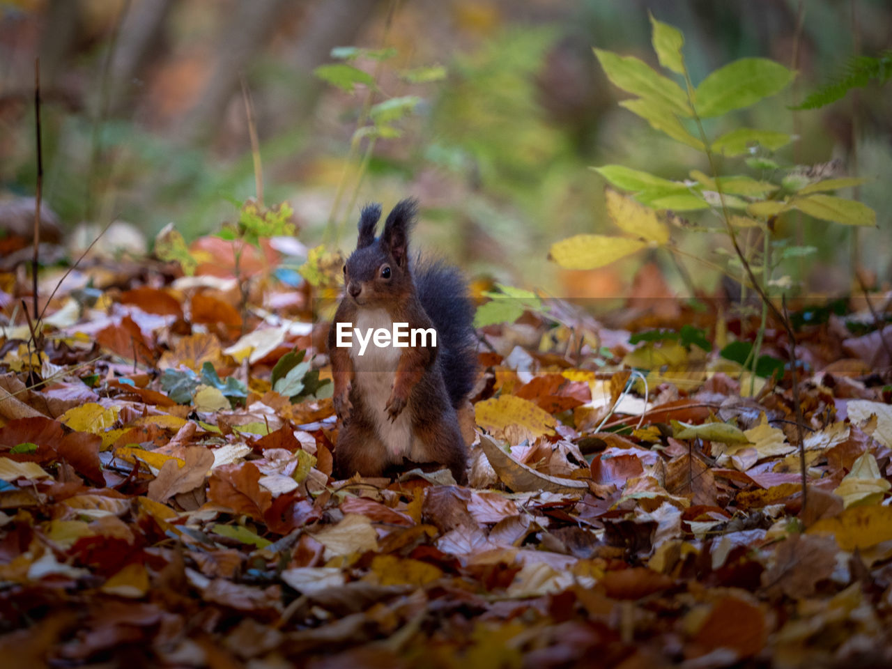 close-up of squirrel on tree