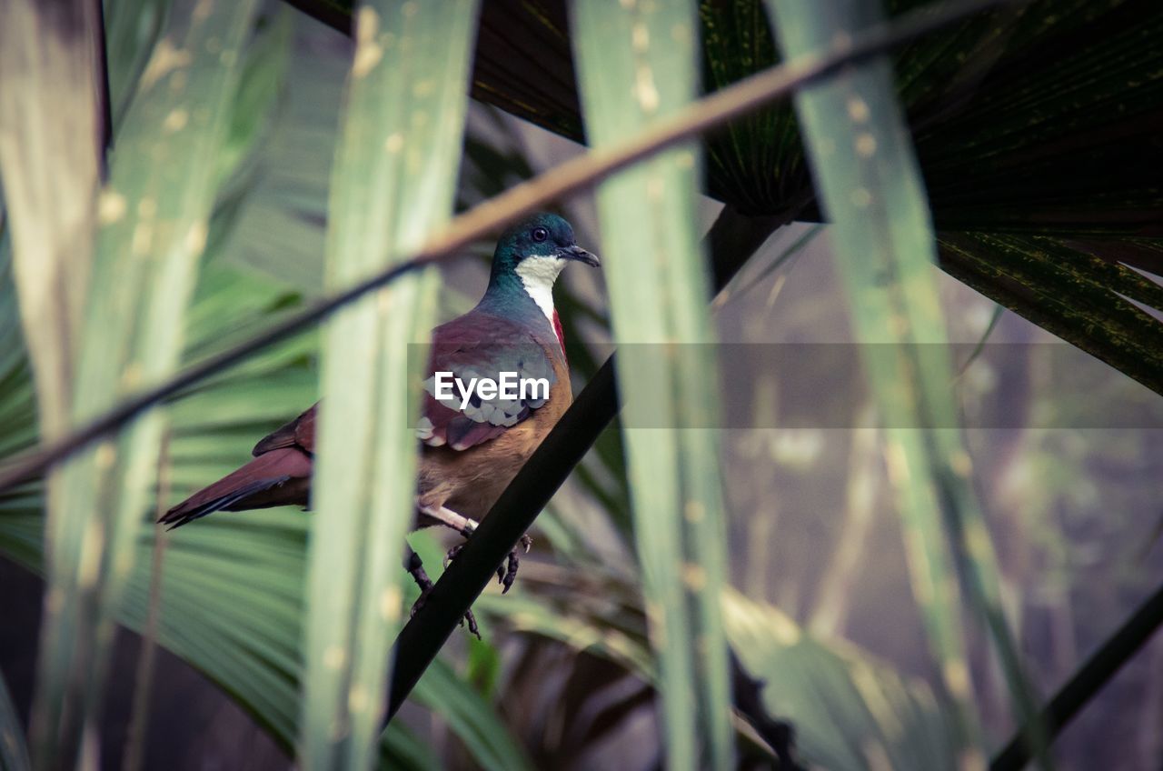 Low angle view of bird perching on plant