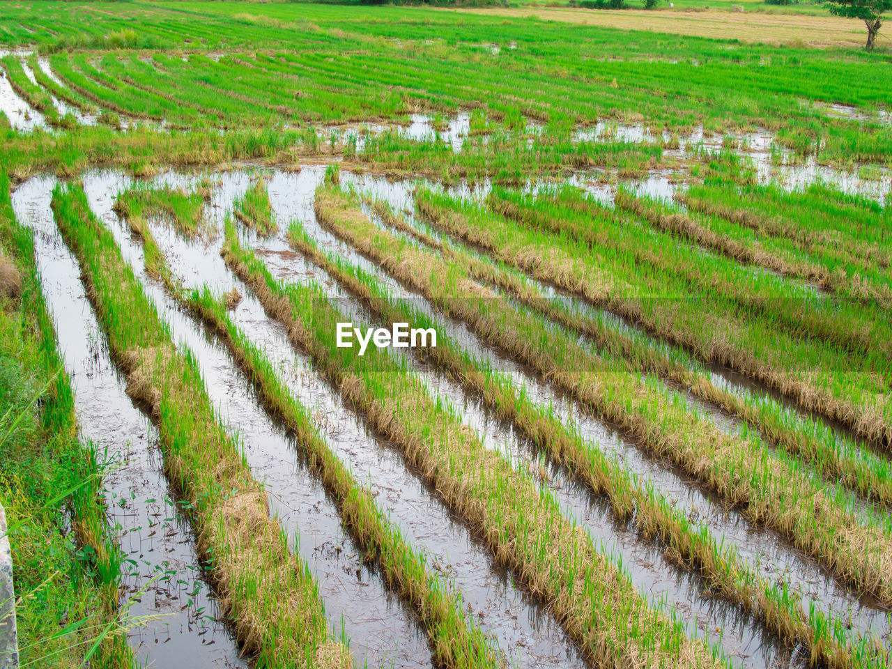 High angle view of rice paddy