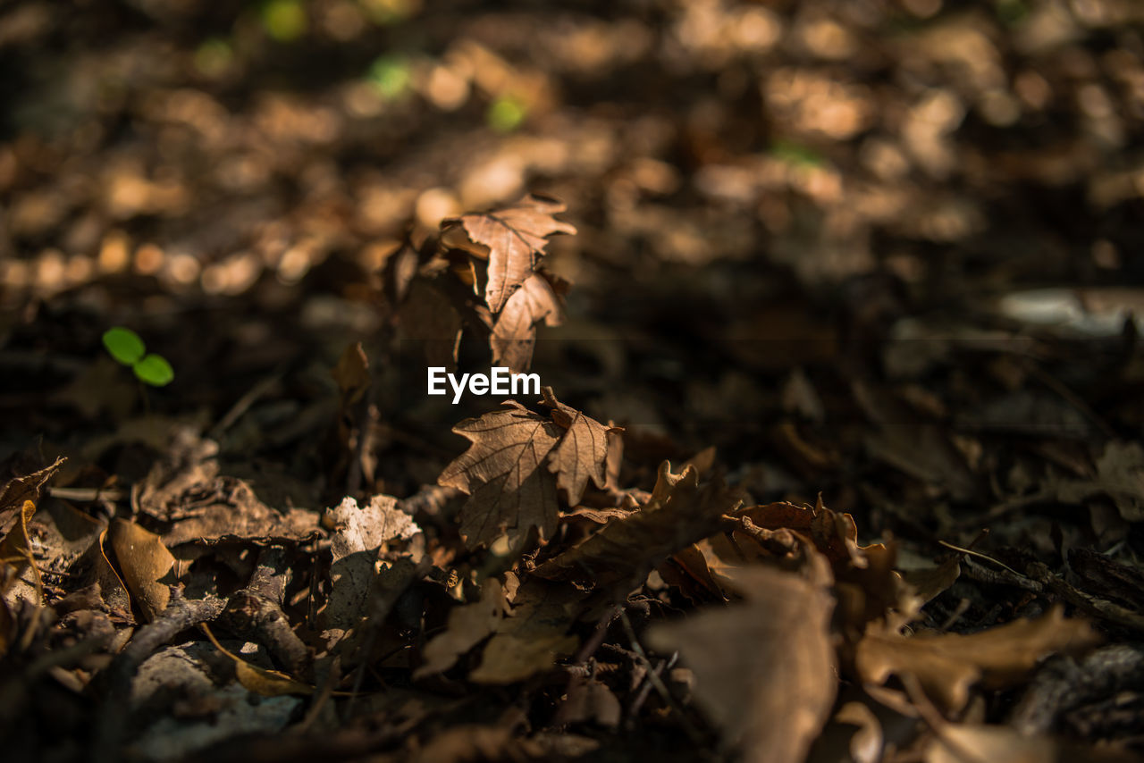 CLOSE-UP OF DRY PLANT OUTDOORS