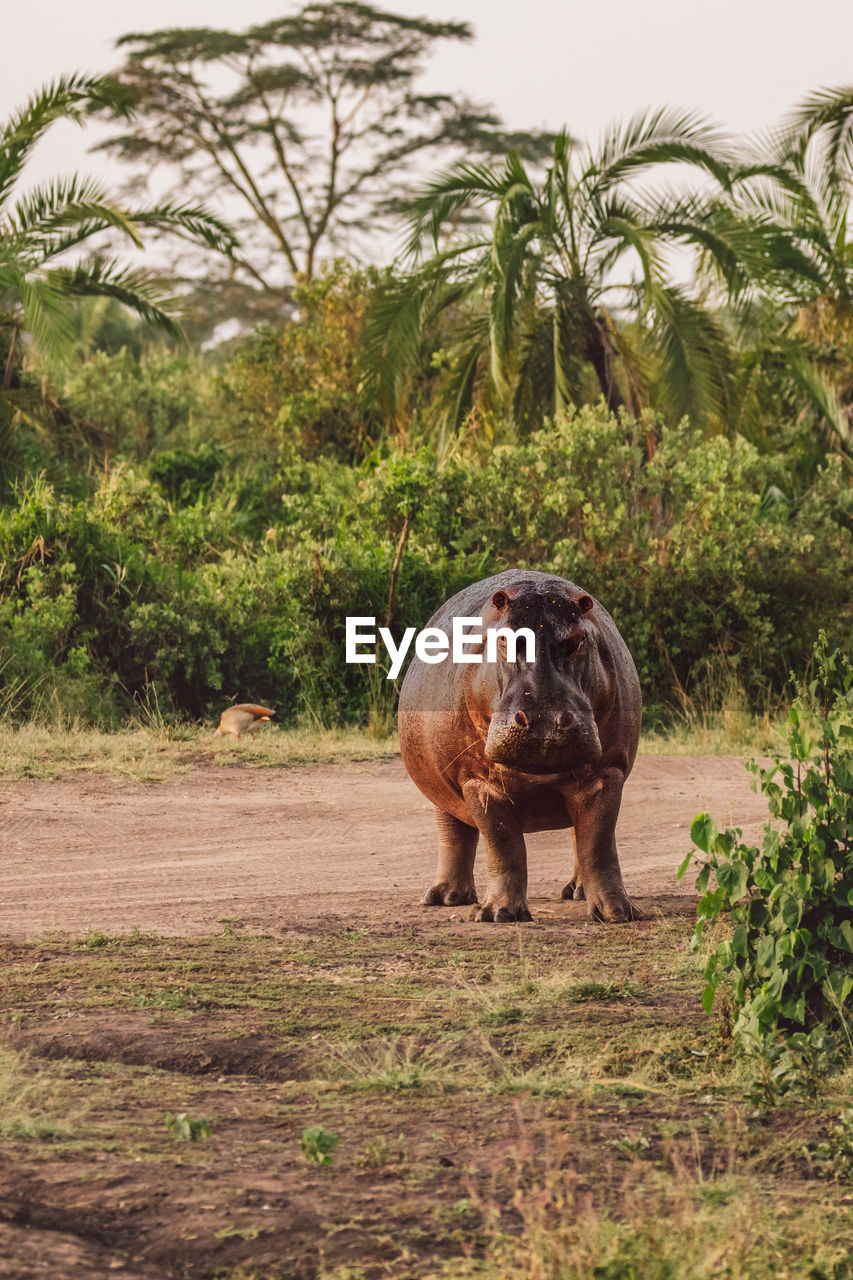 Hippos by the lake