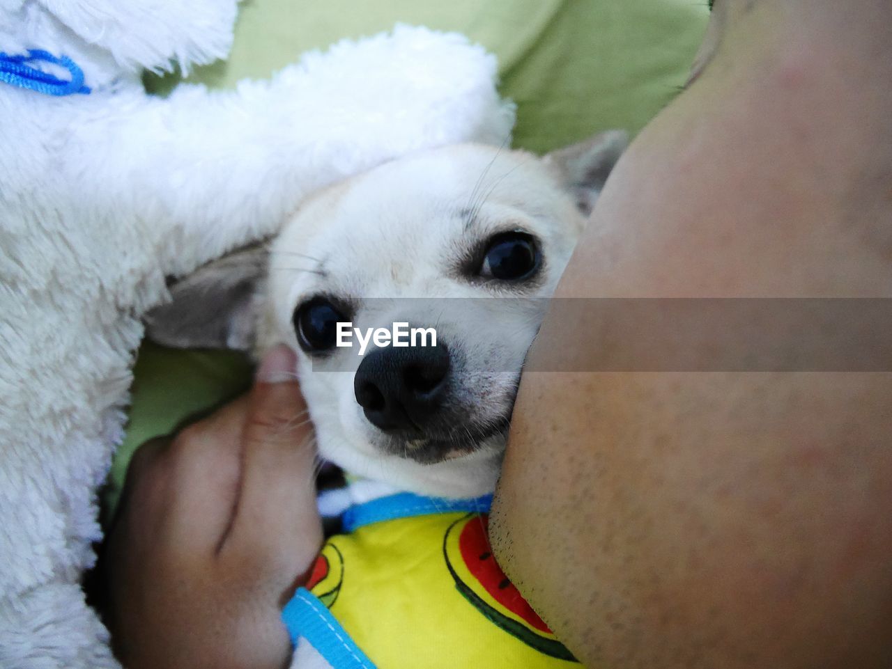 CLOSE-UP PORTRAIT OF A DOG