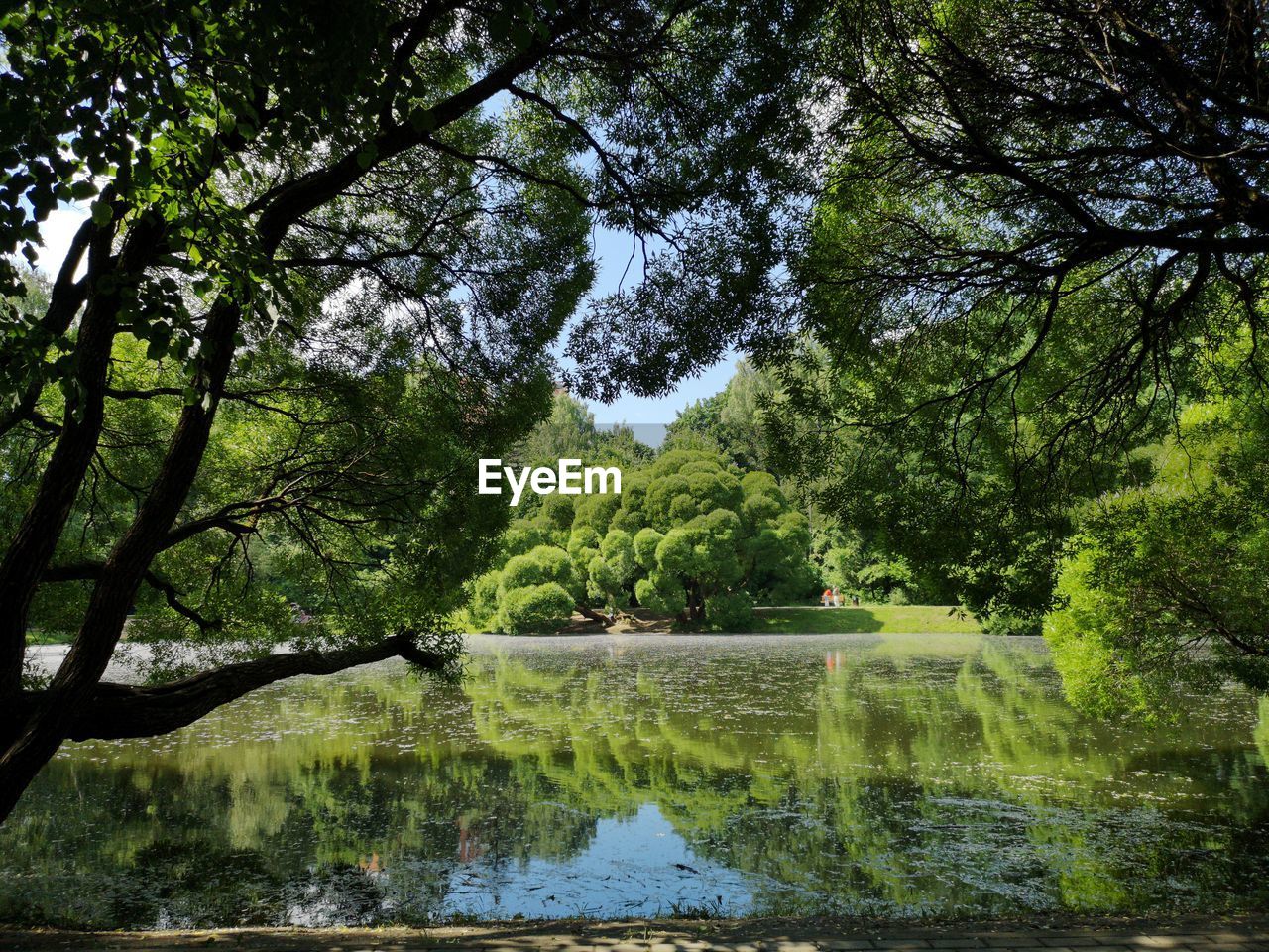 REFLECTION OF TREES IN LAKE