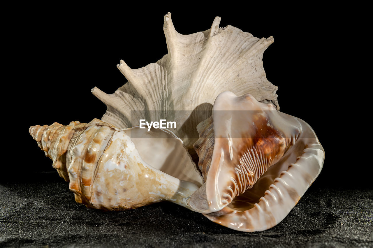 shell, conch, black background, studio shot, animal, no people, nature, indoors, animal wildlife, seashell, sea, close-up, single object, animal themes, black, wind instrument