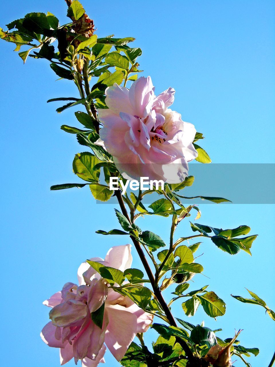 LOW ANGLE VIEW OF PINK FLOWER TREE AGAINST SKY