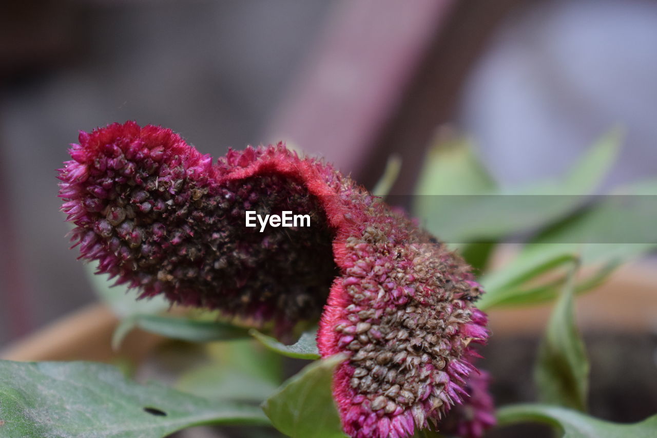 CLOSE-UP OF THISTLE FLOWERS