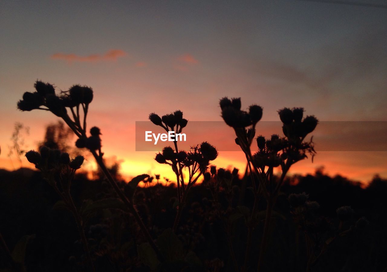 PLANTS GROWING ON LANDSCAPE AT SUNSET