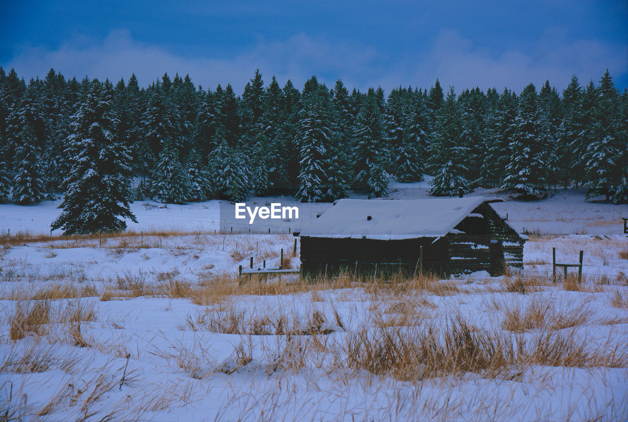 SNOW COVERED FIELD BY TREES AGAINST SKY DURING WINTER