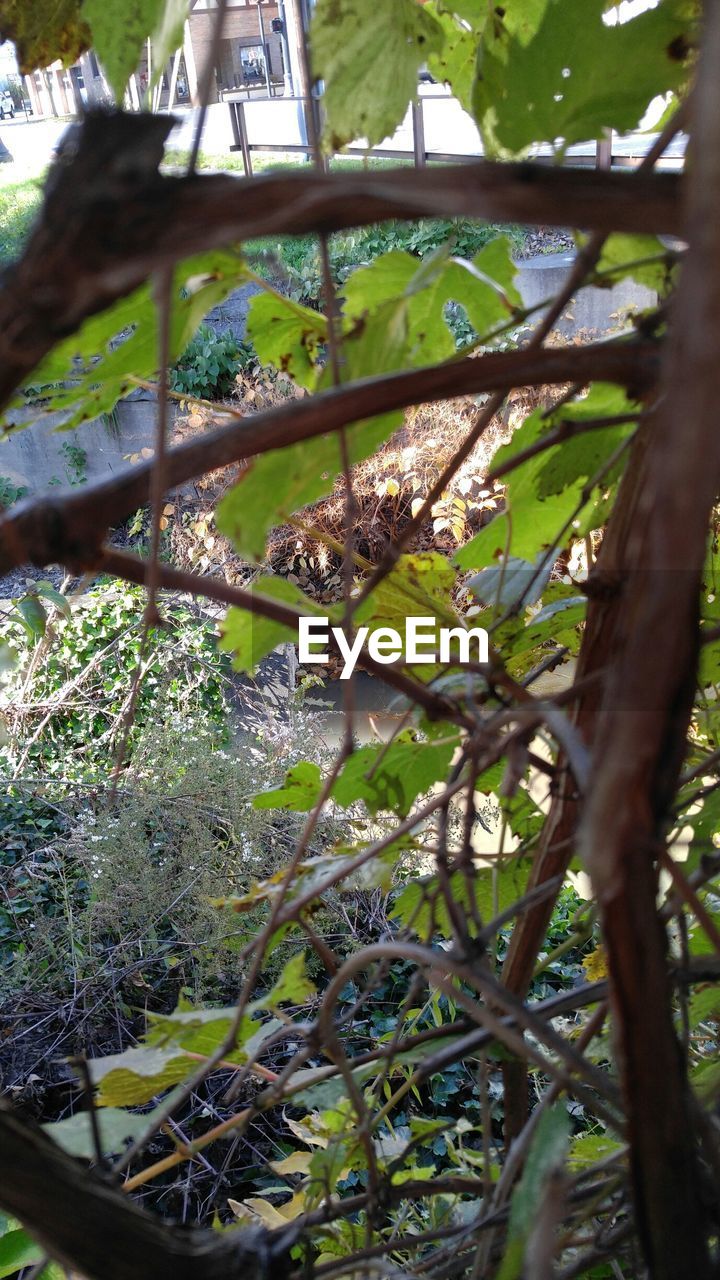 CLOSE-UP OF GREEN LEAVES ON BRANCH