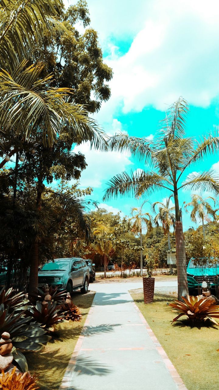 PALM TREES AND AGAINST SKY