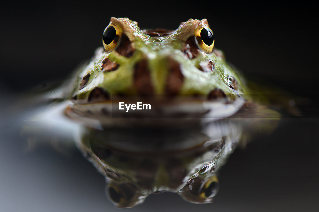 close-up of frog on water