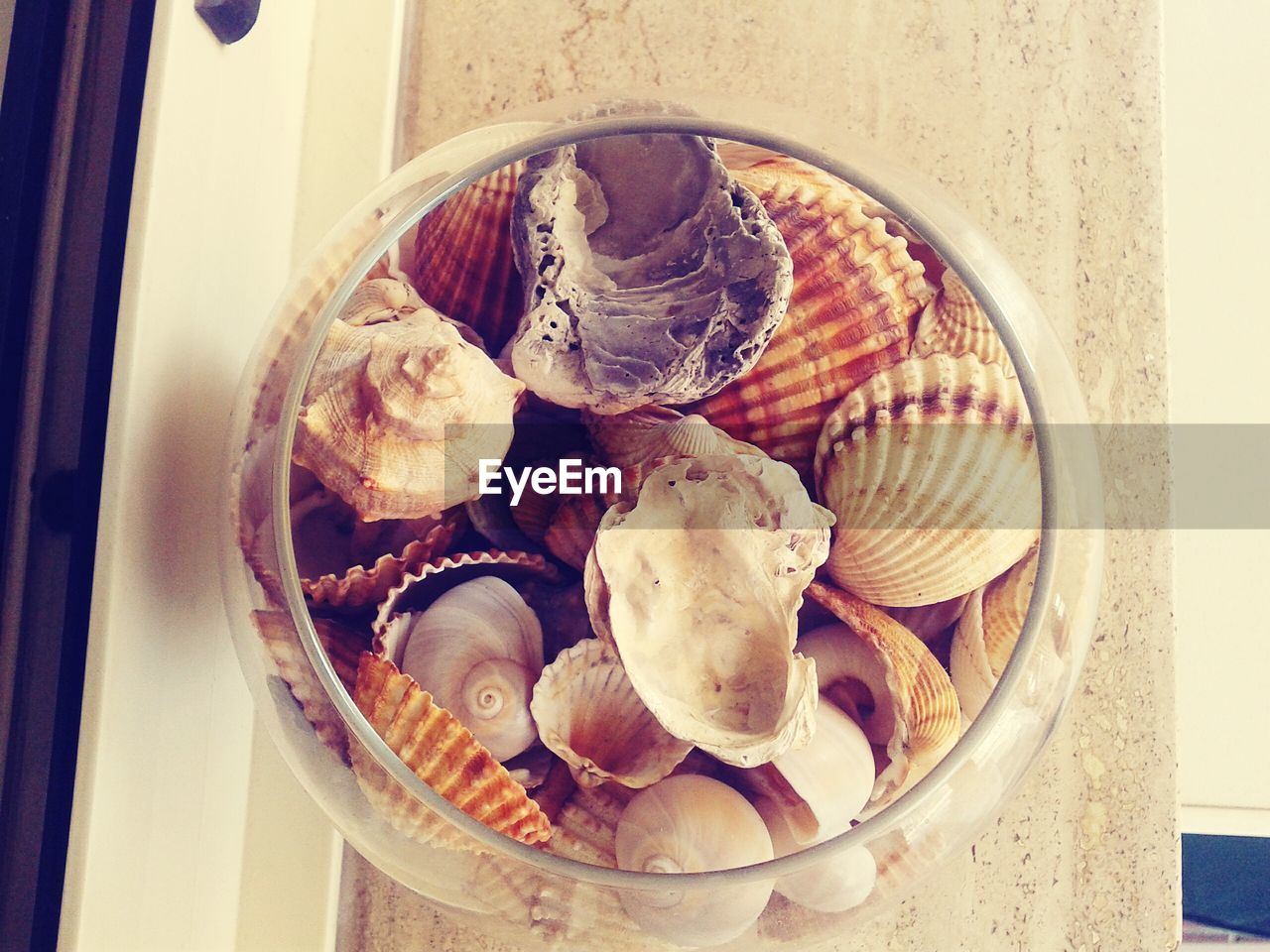 High angle view of seashells in jars