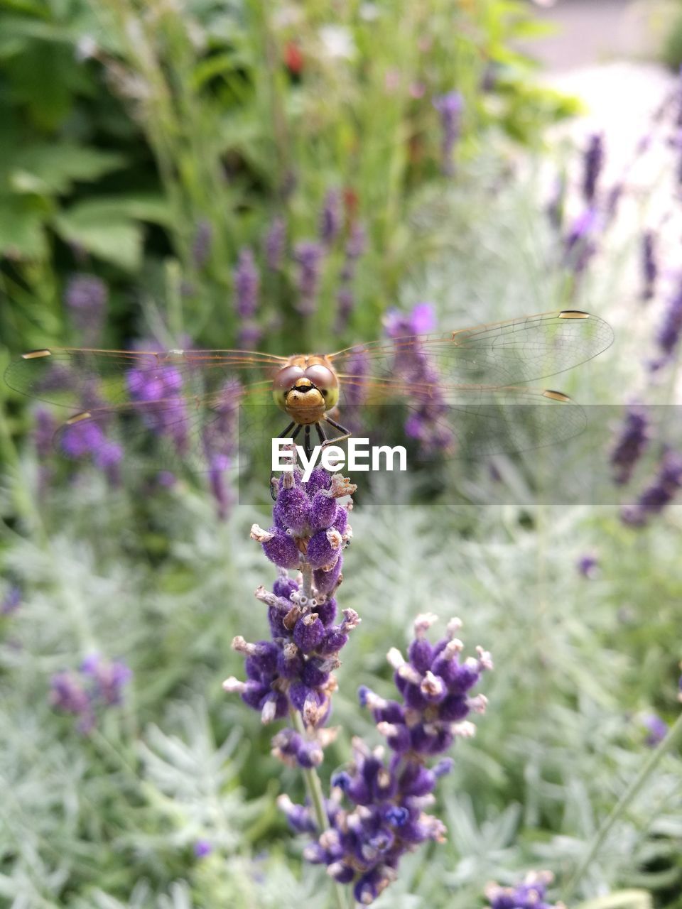CLOSE-UP OF BEE ON LAVENDER