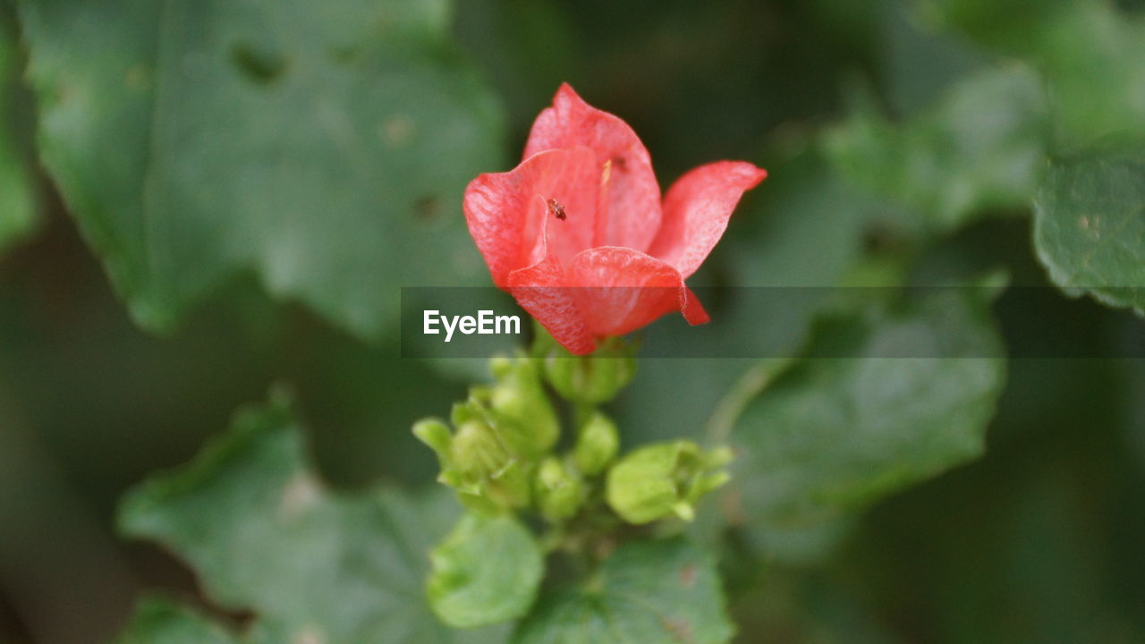 CLOSE-UP OF RED ROSE FLOWER