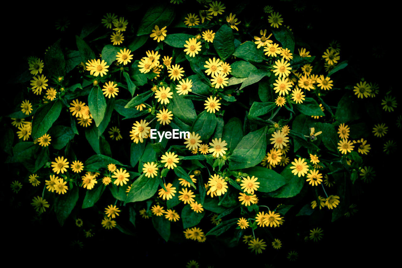 CLOSE-UP OF FLOWERS BLOOMING