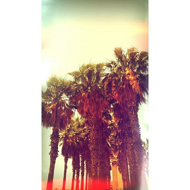 PALM TREES IN THE PARK